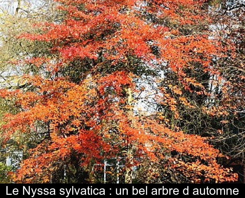 Le Nyssa sylvatica : un bel arbre d'automne