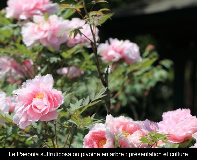 Le Paeonia suffruticosa ou pivoine en arbre : présentation et culture Le Paeonia suffruticosa ou pivoine en arbre : présentation et culture