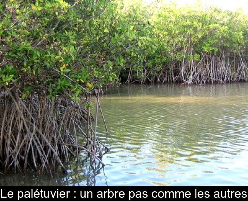 Le palétuvier : un arbre pas comme les autres Le palétuvier : un arbre pas comme les autres