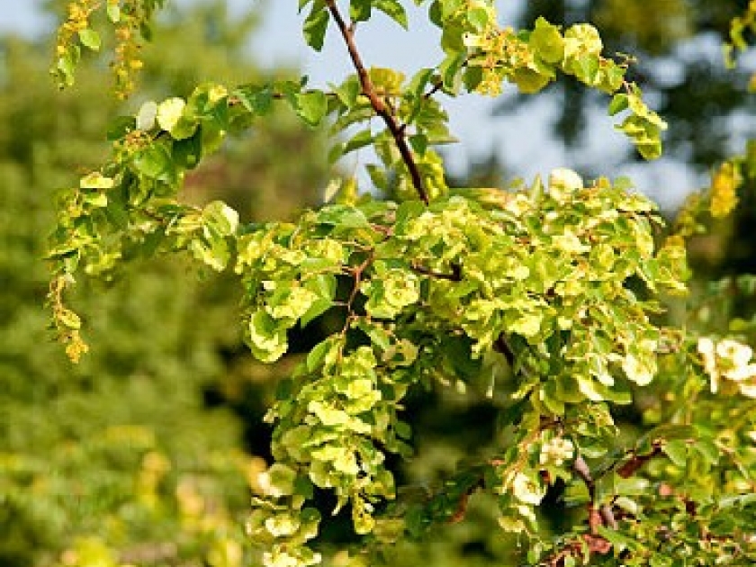Le paliure : une plante anti-cholestérol Le paliure : une plante anti-cholestérol