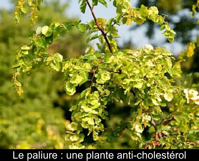 Le paliure : une plante anti-cholestérol