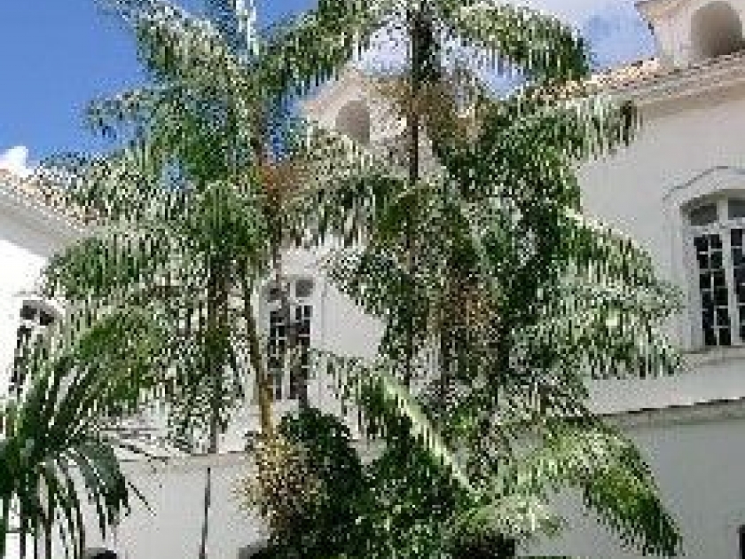 Le palmier : une plante ornementale aux allures tropicales Le palmier : une plante ornementale aux allures tropicales