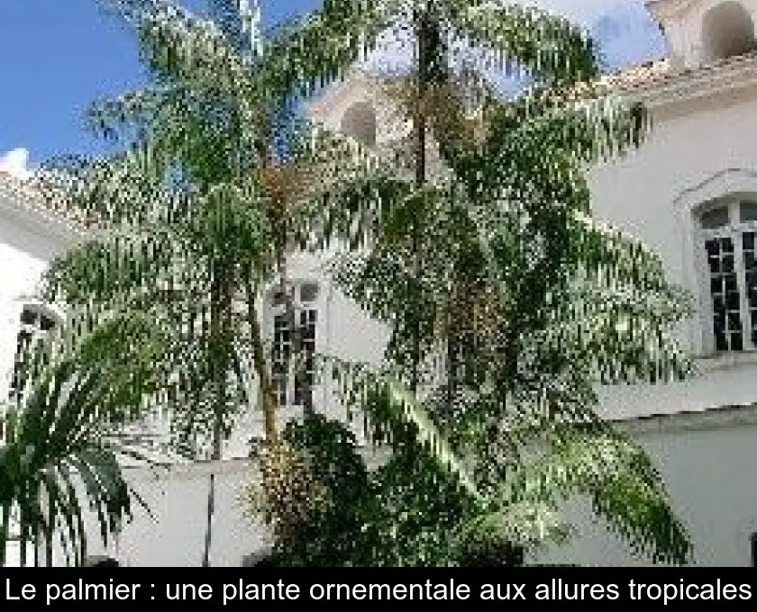 Le palmier : une plante ornementale aux allures tropicales