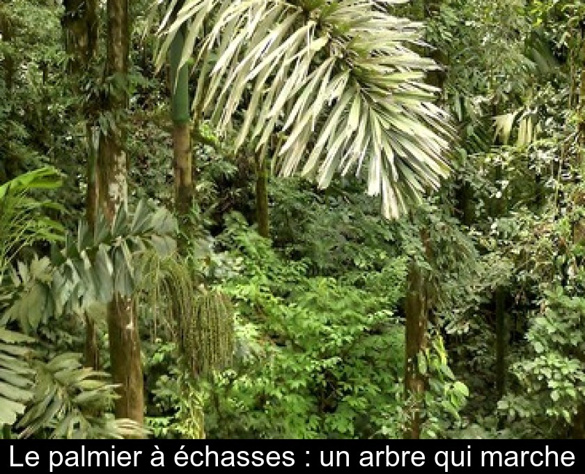 Le palmier à échasses : un arbre qui marche