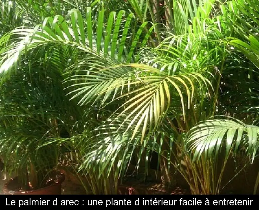 Le palmier d'arec : une plante d'intérieur facile à entretenir