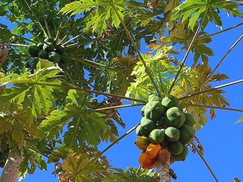 Le papayer : la plante qui donne les papayes Le papayer : la plante qui donne les papayes