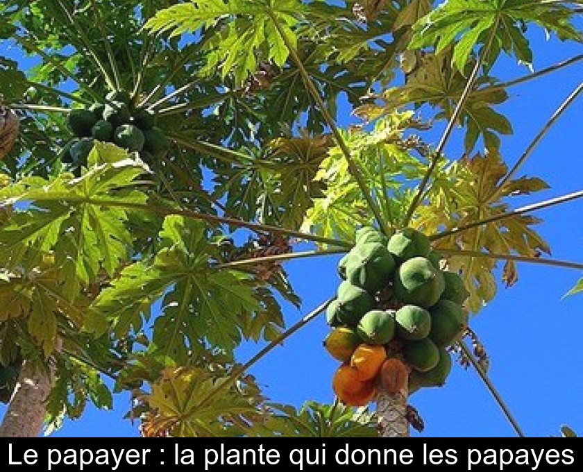 Le papayer : la plante qui donne les papayes