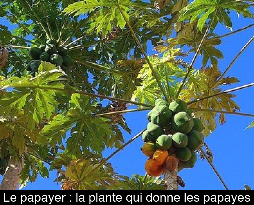 Le papayer : la plante qui donne les papayes Le papayer : la plante qui donne les papayes