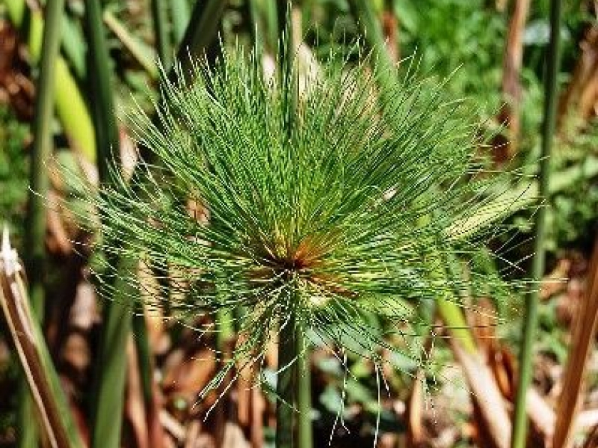 Le papyrus : une plante d'ornement Le papyrus : une plante d'ornement