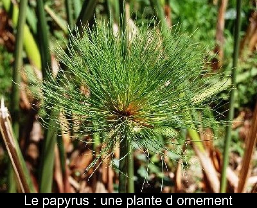 Le papyrus : une plante d'ornement Le papyrus : une plante d'ornement