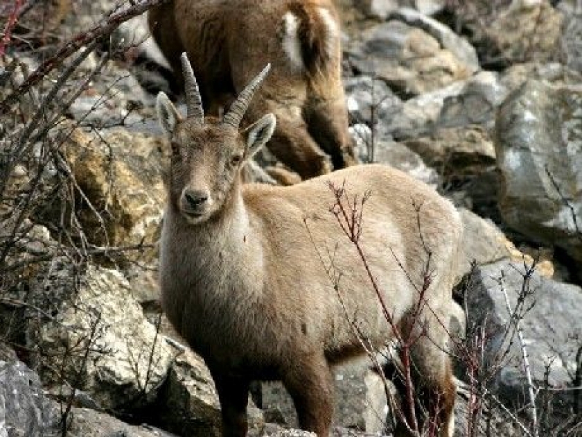 Le Parc animalier des Angles : un lieu unique dans les Pyrénées Le Parc animalier des Angles : un lieu unique dans les Pyrénées