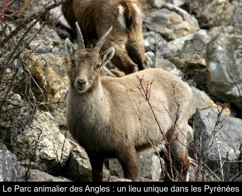 Le Parc animalier des Angles : un lieu unique dans les Pyrénées Le Parc animalier des Angles : un lieu unique dans les Pyrénées
