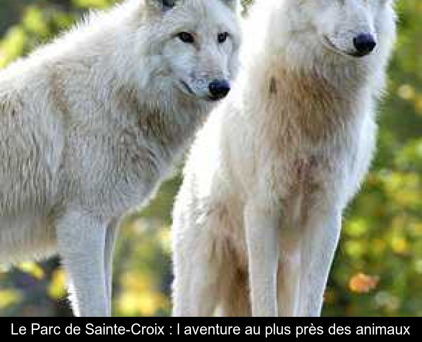 Le Parc de Sainte-Croix : l'aventure au plus près des animaux