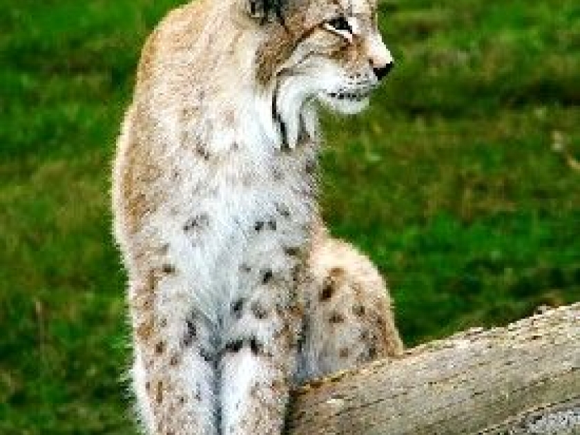 Le Parc de Thoiry : un zoo pas comme les autres Le Parc de Thoiry : un zoo pas comme les autres