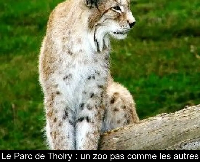 Le Parc de Thoiry : un zoo pas comme les autres