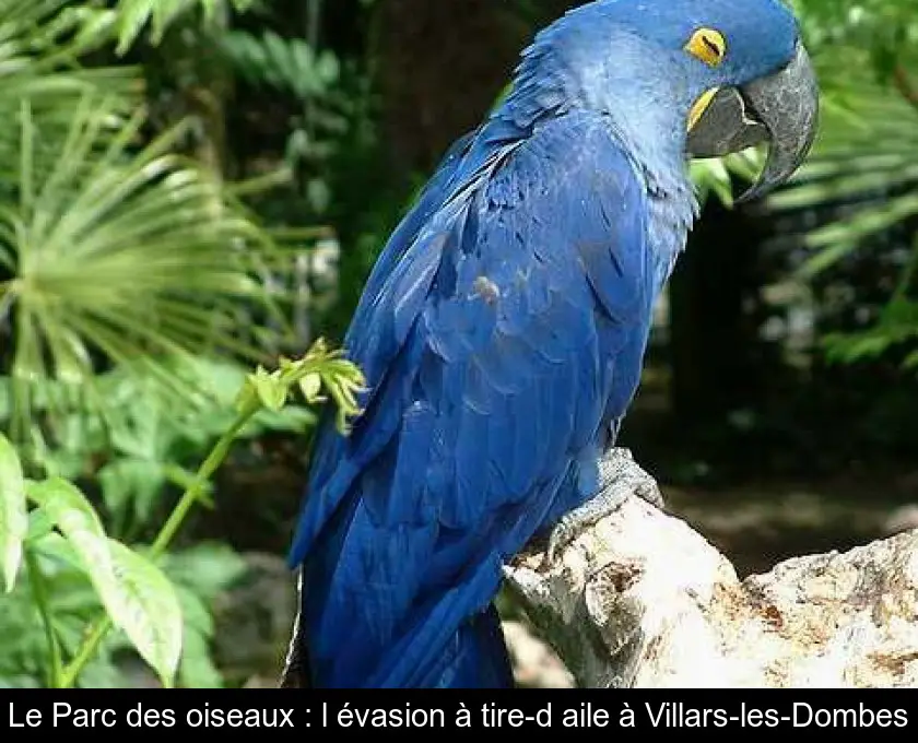 Le Parc des oiseaux : l'évasion à tire-d'aile à Villars-les-Dombes