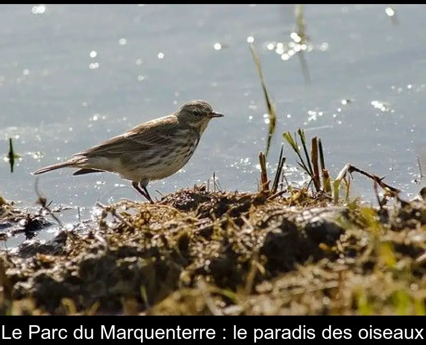 Le Parc du Marquenterre : le paradis des oiseaux
