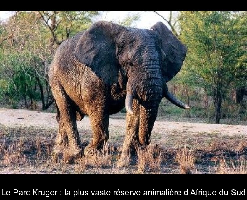 Le Parc Kruger : la plus vaste réserve animalière d'Afrique du Sud Le Parc Kruger : la plus vaste réserve animalière d'Afrique du Sud