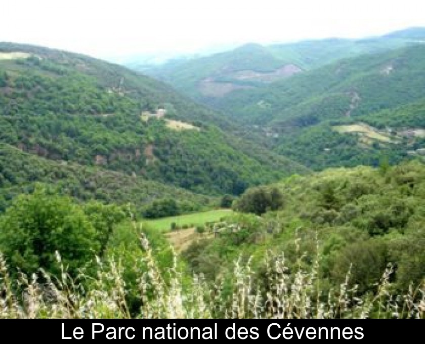 Le Parc national des Cévennes Le Parc national des Cévennes