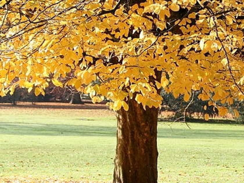 Le parrotie de Perse ou arbre de fer : présentation et culture Le parrotie de Perse ou arbre de fer : présentation et culture