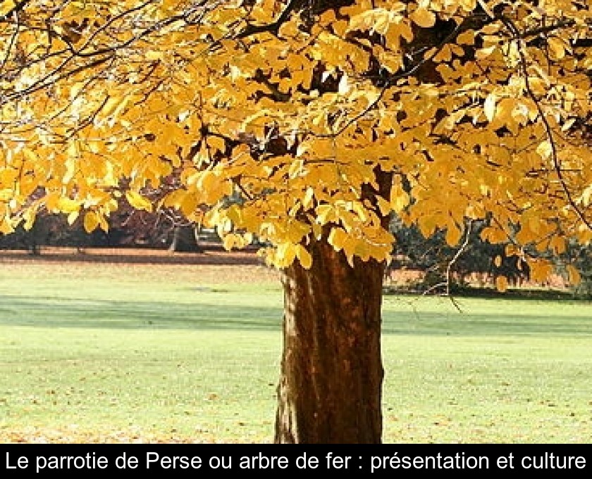 Le parrotie de Perse ou arbre de fer : présentation et culture Le parrotie de Perse ou arbre de fer : présentation et culture
