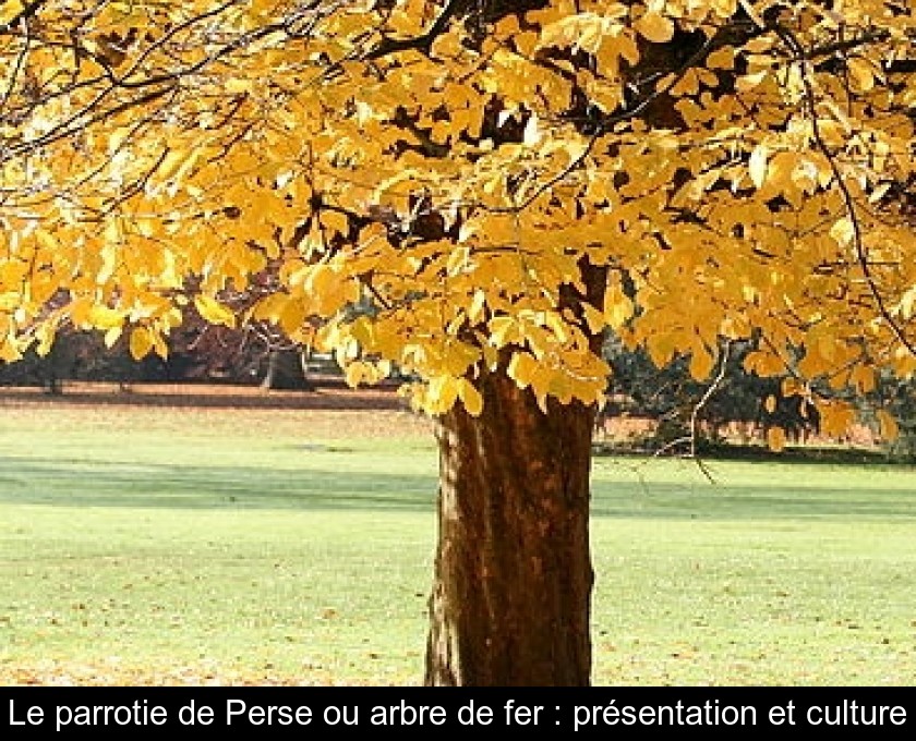 Le parrotie de Perse ou arbre de fer : présentation et culture