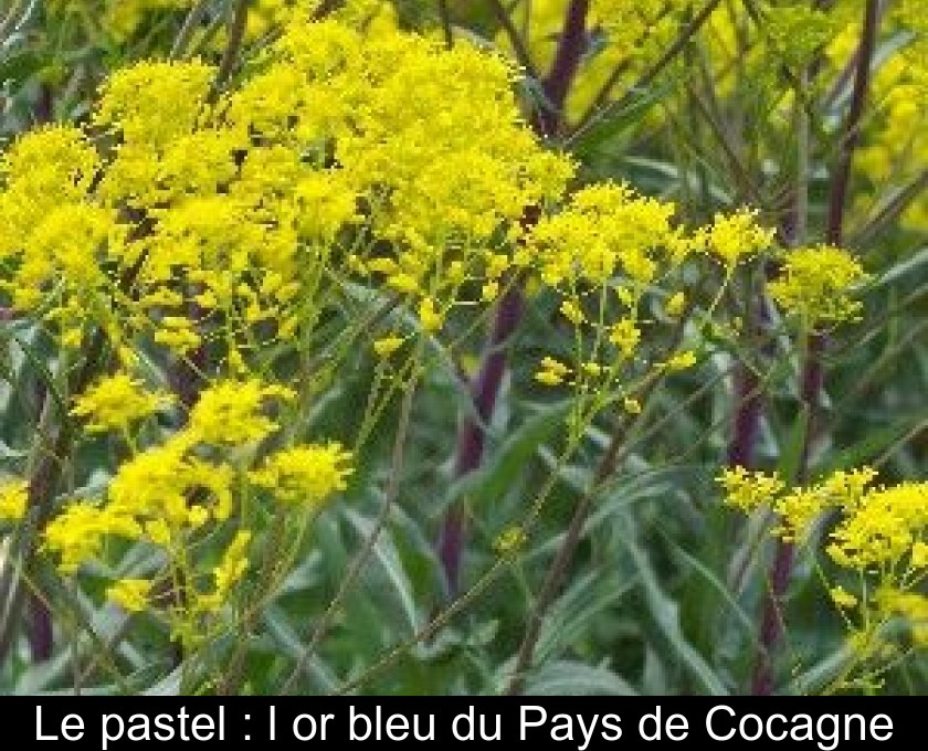 Le pastel : l'or bleu du Pays de Cocagne Le pastel : l'or bleu du Pays de Cocagne