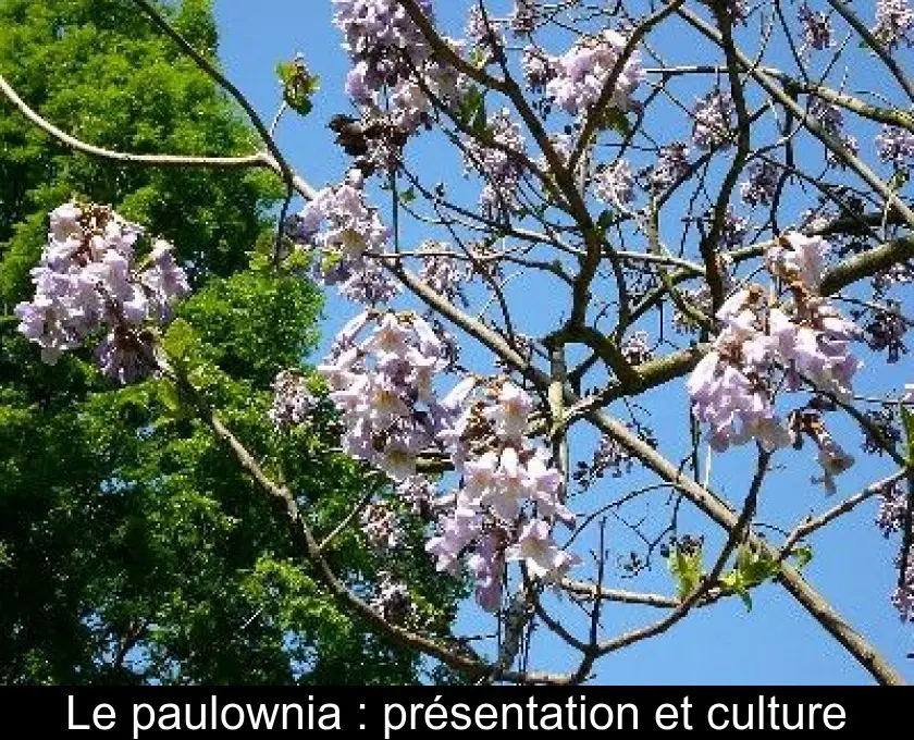Le paulownia : présentation et culture