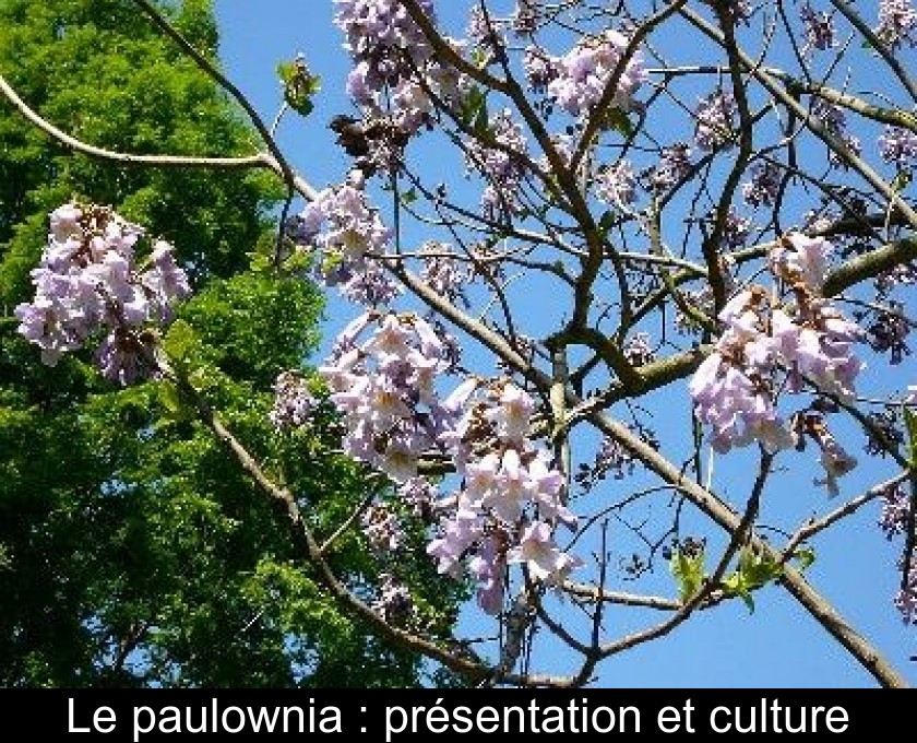 Le paulownia : présentation et culture Le paulownia : présentation et culture