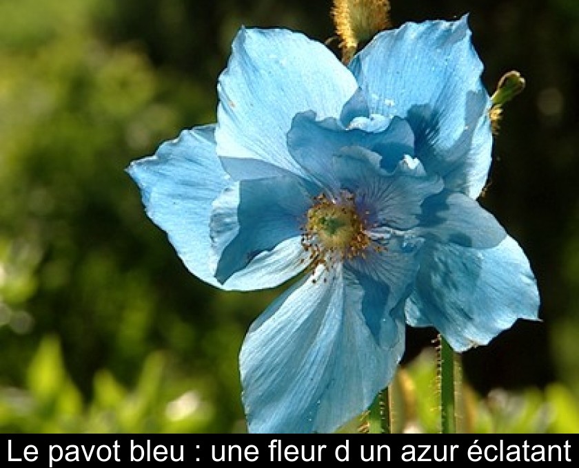 Le pavot bleu : une fleur d'un azur éclatant Le pavot bleu : une fleur d'un azur éclatant