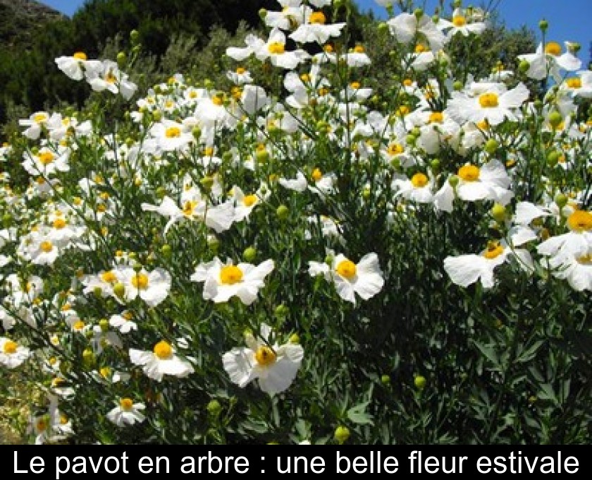 Le pavot en arbre : une belle fleur estivale Le pavot en arbre : une belle fleur estivale