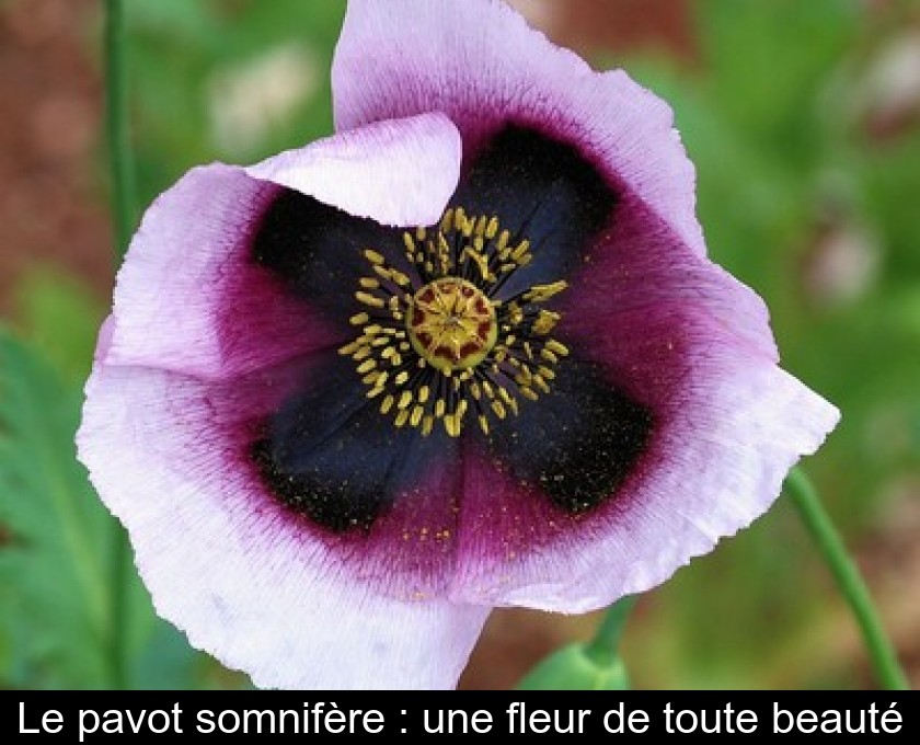 Le pavot somnifère : une fleur de toute beauté