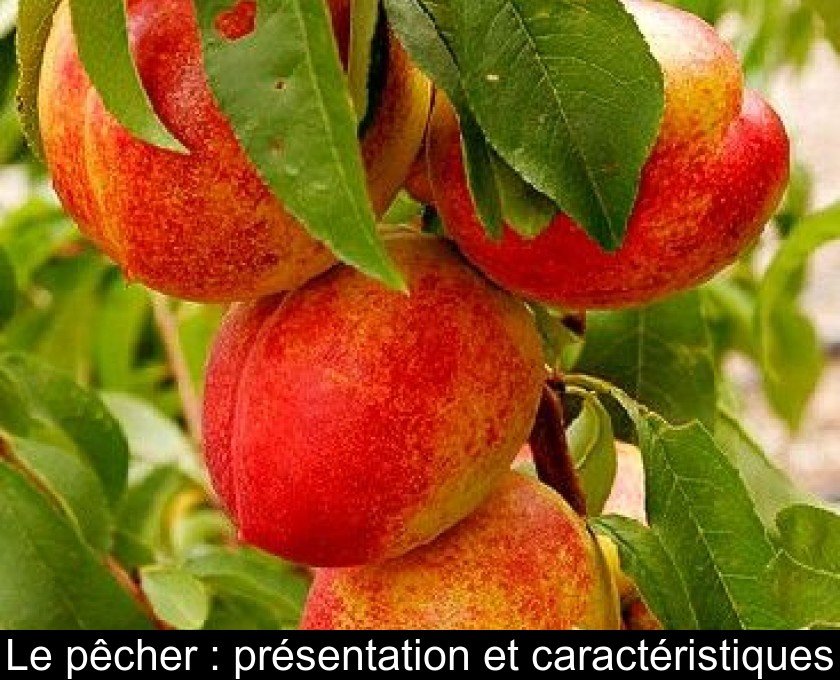 Le pêcher : présentation et caractéristiques Le pêcher : présentation et caractéristiques