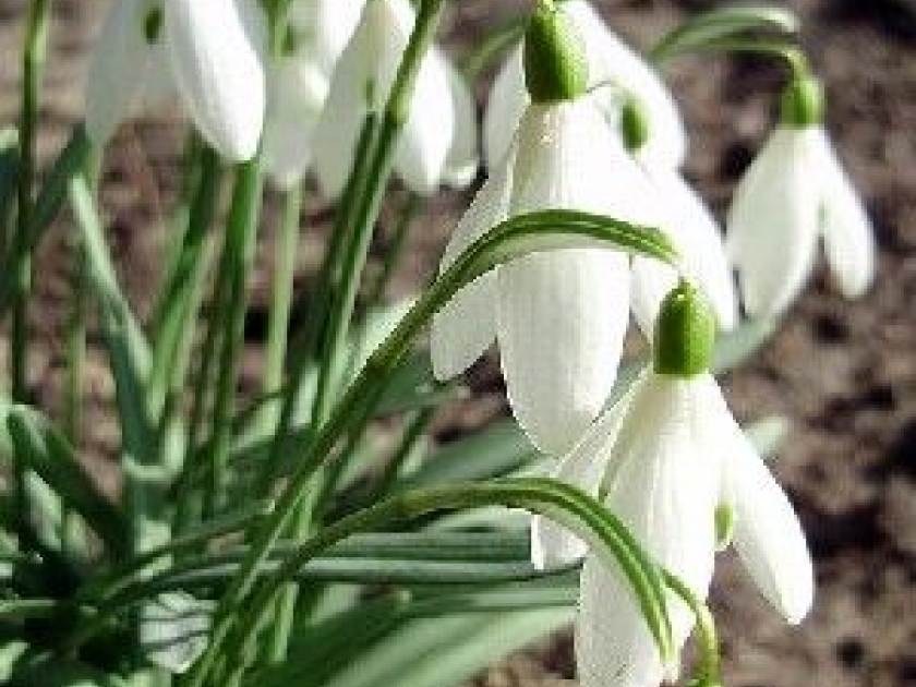 Le perce-neige : une fleur annonciatrice du printemps Le perce-neige : une fleur annonciatrice du printemps