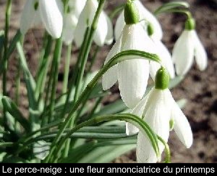 Le perce-neige : une fleur annonciatrice du printemps Le perce-neige : une fleur annonciatrice du printemps