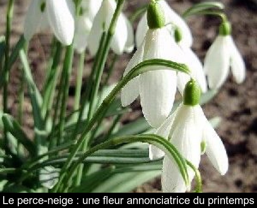 Le perce-neige : une fleur annonciatrice du printemps