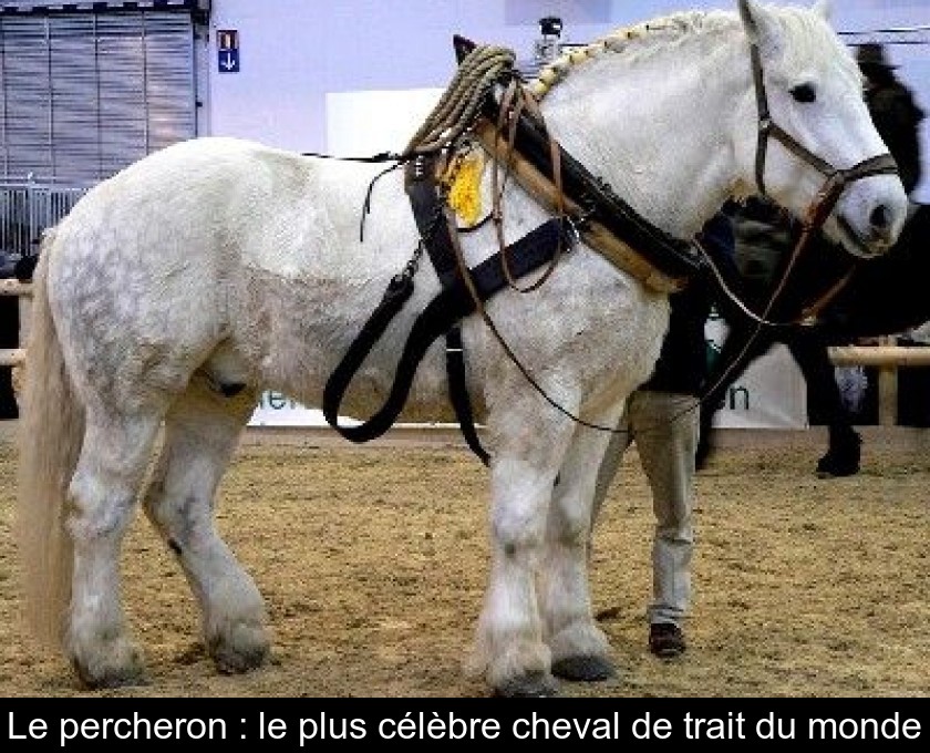 Le percheron : le plus célèbre cheval de trait du monde Le percheron : le plus célèbre cheval de trait du monde