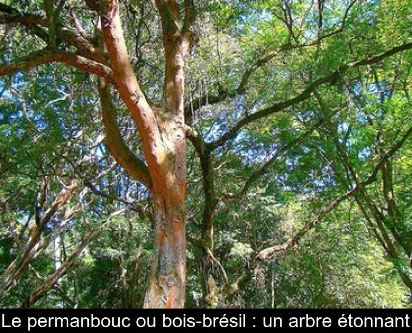 Le permanbouc ou bois-brésil : un arbre étonnant