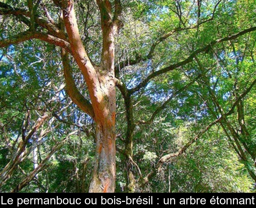 Le permanbouc ou bois-brésil : un arbre étonnant Le permanbouc ou bois-brésil : un arbre étonnant