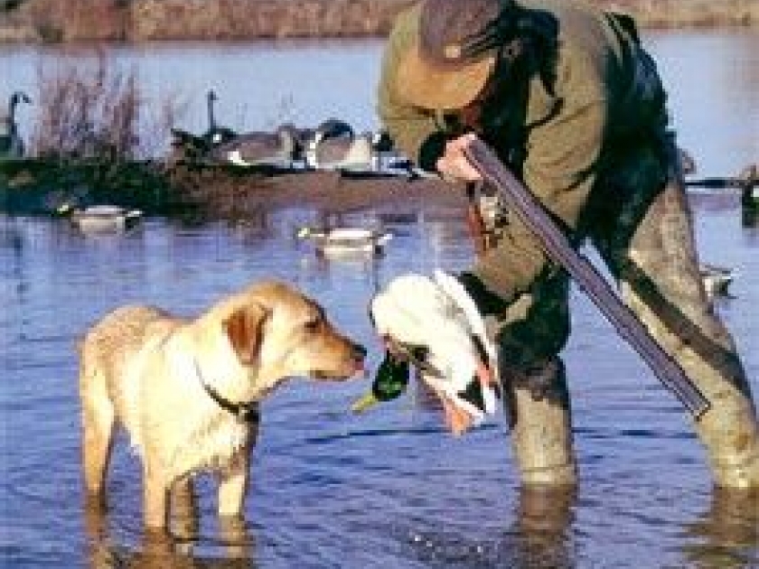 Le permis de chasse : quelles formalités ? Le permis de chasse : quelles formalités ?
