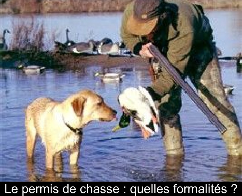 Le permis de chasse : quelles formalités ? Le permis de chasse : quelles formalités ?