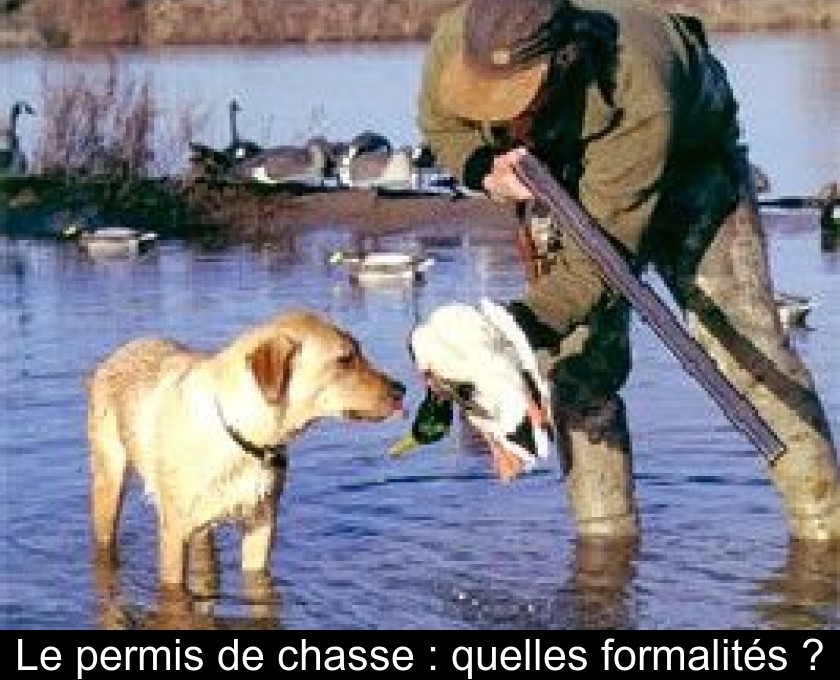 Le permis de chasse : quelles formalités ?