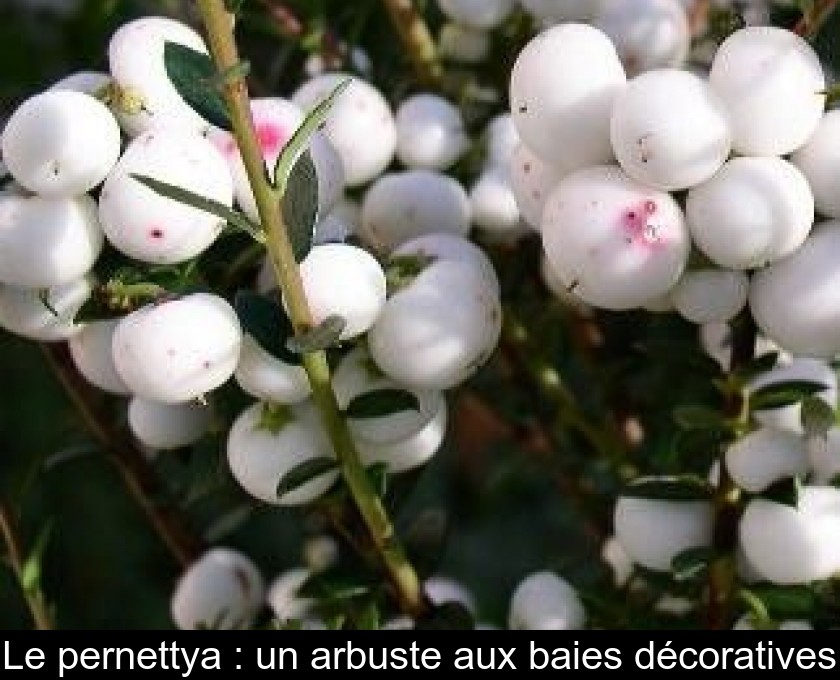 Le pernettya : un arbuste aux baies décoratives Le pernettya : un arbuste aux baies décoratives