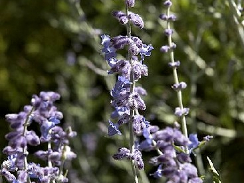 Le perovskia : une touche de bleu pour vos massifs Le perovskia : une touche de bleu pour vos massifs
