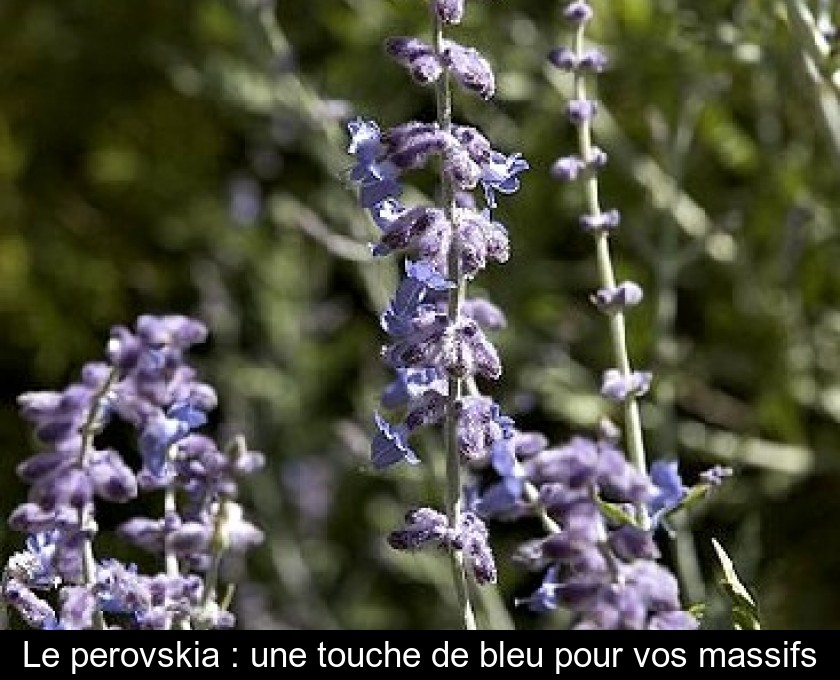 Le perovskia : une touche de bleu pour vos massifs