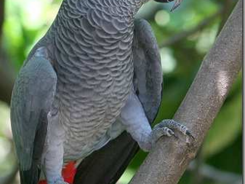 le perroquet Gris du Gabon : un animal de compagnie original le perroquet Gris du Gabon : un animal de compagnie original