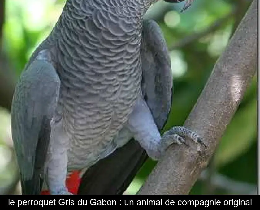 le perroquet Gris du Gabon : un animal de compagnie original
