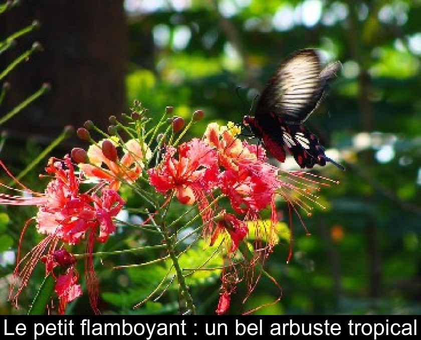 Le petit flamboyant : un bel arbuste tropical
