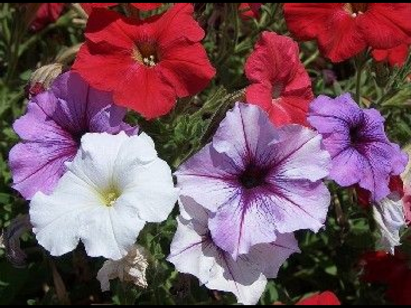 Le pétunia : une fleur haute en couleurs Le pétunia : une fleur haute en couleurs