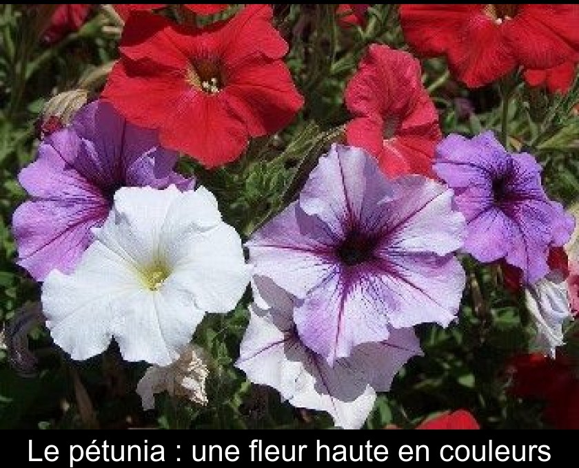Le pétunia : une fleur haute en couleurs
